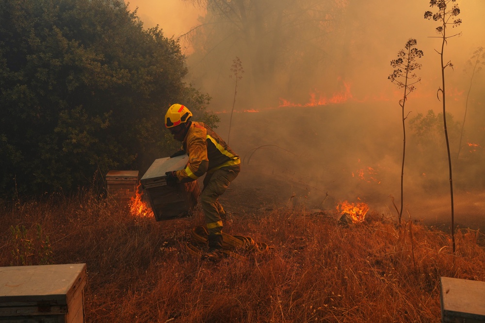 A firefighter moves beehives away from flames while battling a wildfire in San Martin de Valdeiglesias, west of Madrid (Copyright 2026 The Associated Press. All rights reserved)