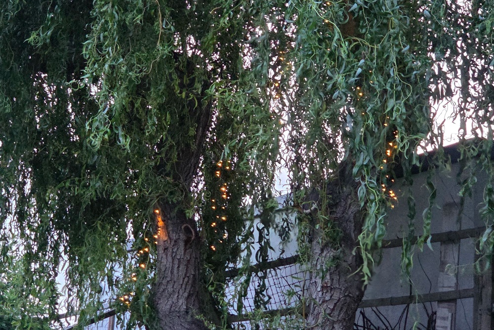 These gave a nice effect to my trees (Abha Shah/The Independent)