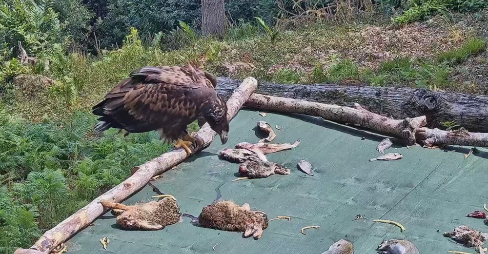 The young birds have been released to expand the population and its range (Roy Dennis Wildlife Foundation and Exmoor National Park Authority/PA)