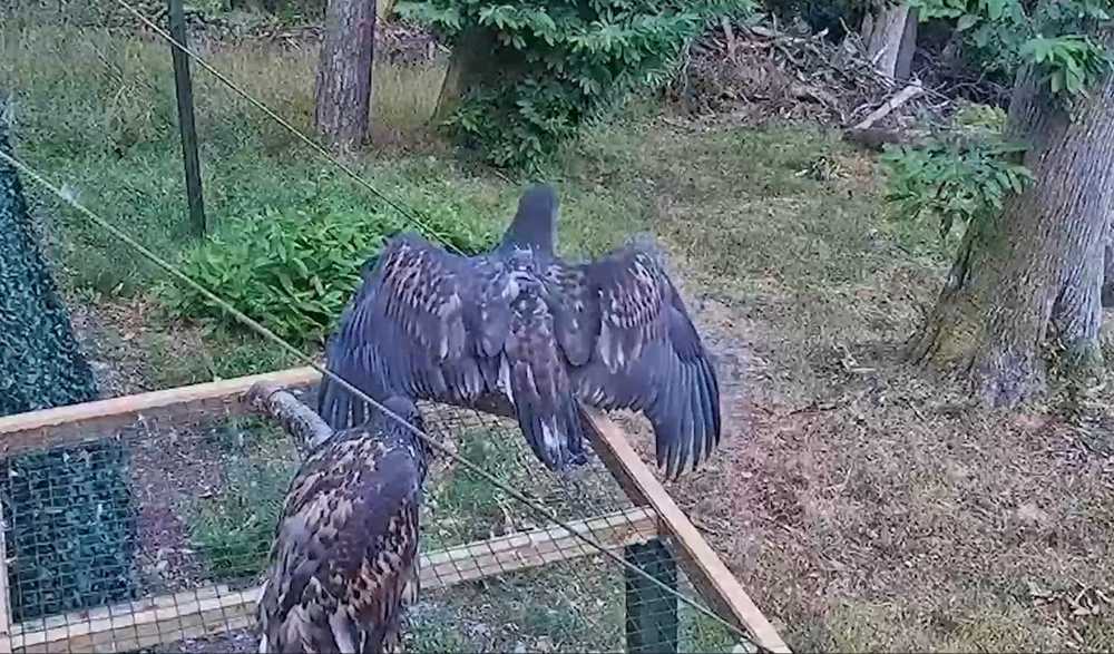 The birds were cared for in Exmoor before taking their first flight outside the release pen (Roy Dennis Wildlife Foundation and Exmoor National Park Authority/PA)