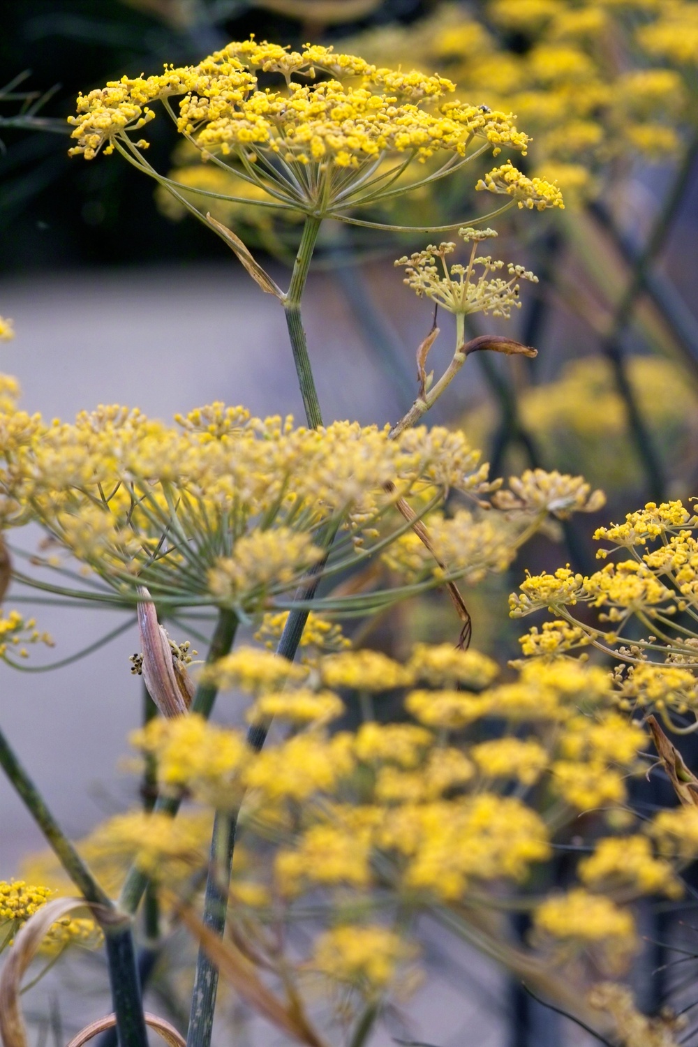 Flowering fennel (Alamy/PA)