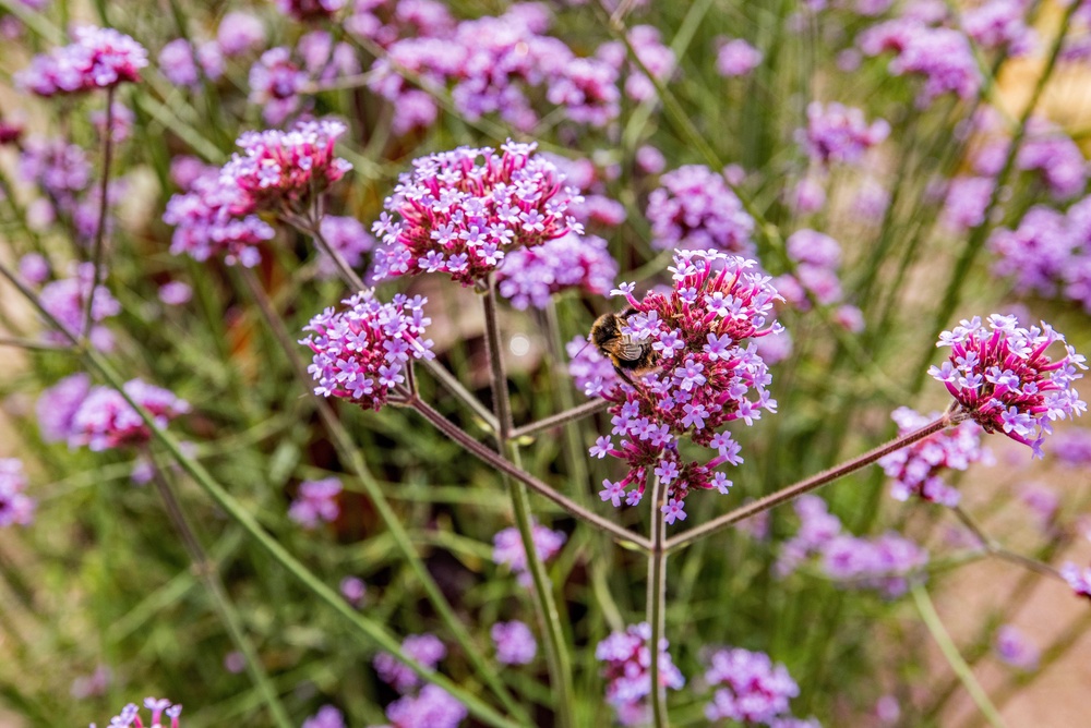 Verbena bonariensis (Alamy/PA)