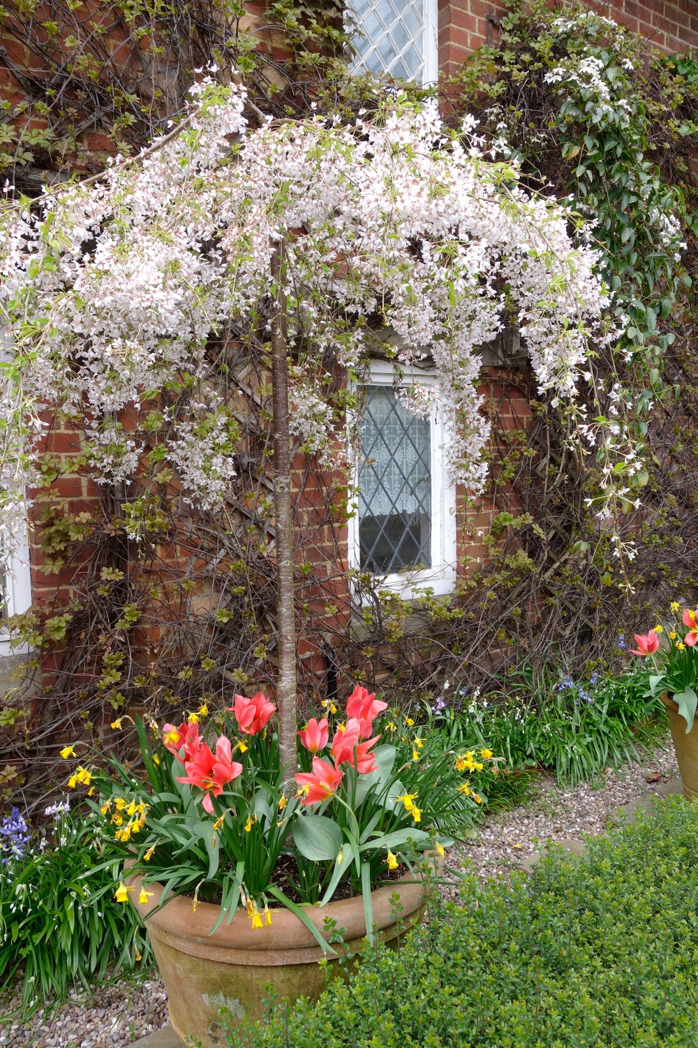 A small trained tree with underplanted tulips (Alamy/PA)