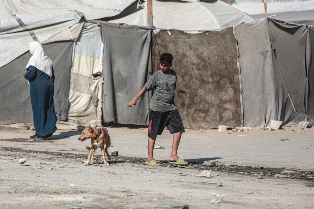 A Palestinian child walks a dog beside tents in a displacement camp in Gaza City on 1 August (AFP/Getty)