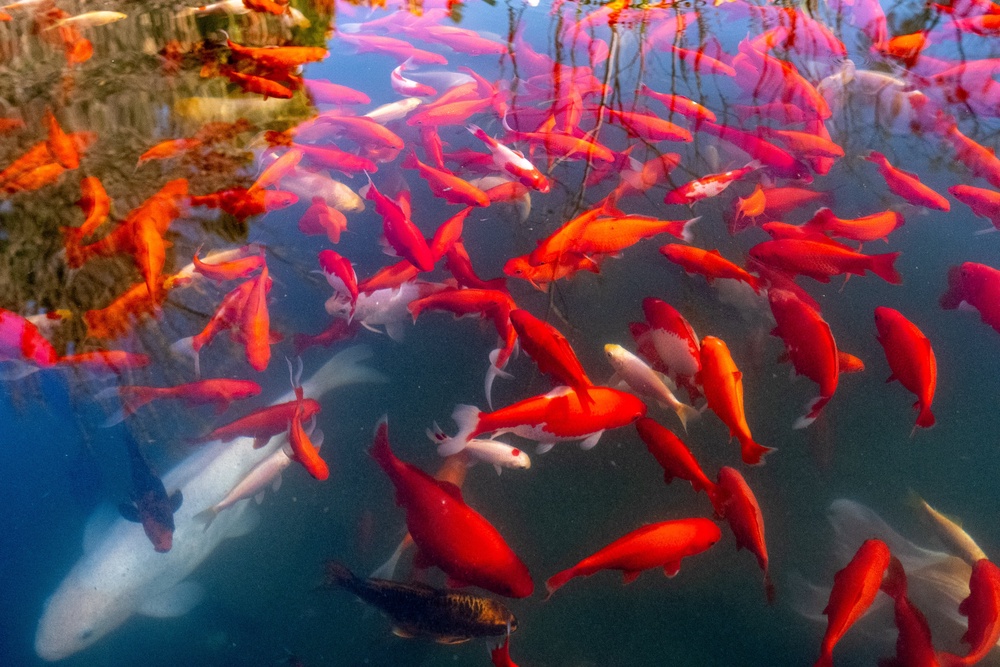 Mr Duffy was accused of killing “five or six” of Mr Ptohides’s Koi carp. (AFP/Getty)
