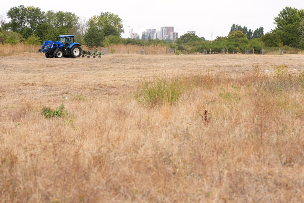 Wheat, barley and oat yields will all be down, new data suggests (AP)