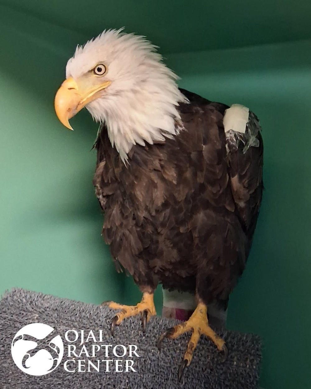 Jackie became famous in the early-to-mid 2010s from her appearances on Big Bear Valley's Big Bear Eagle Nest Cam (Ojai Raptor Center)