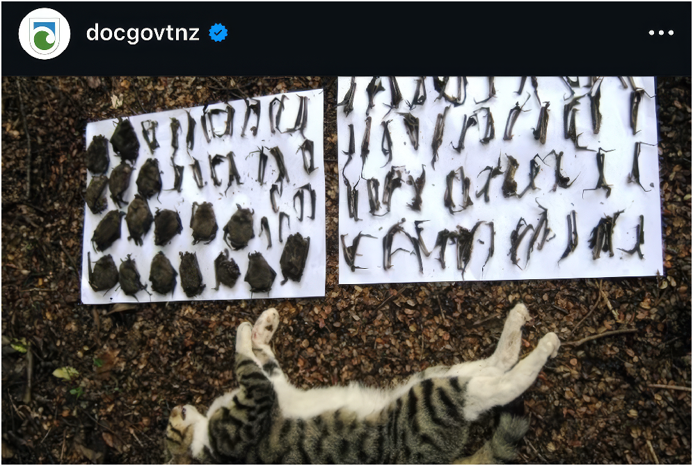 Cat responsible for killing over 100 bats (Department of Conservation, New Zealand)