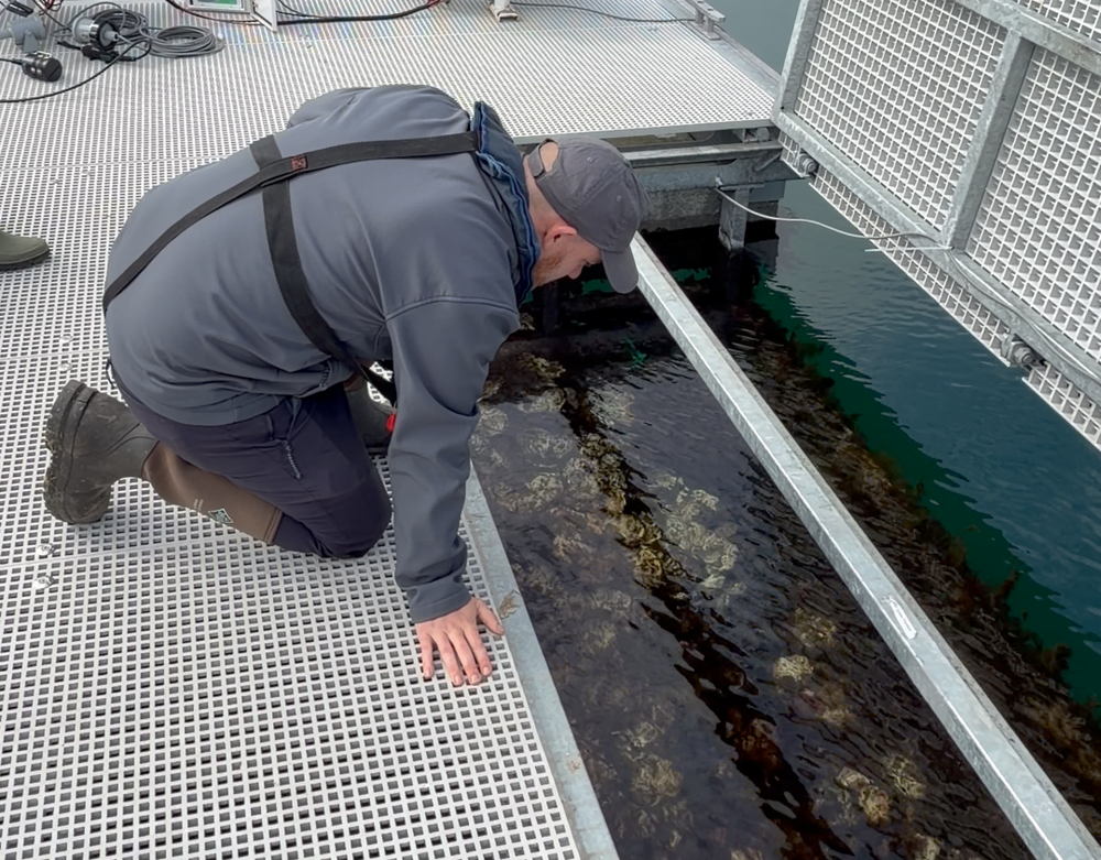A floating oyster reef at Glenarm marina in Co Antrim. (Ulster Wildlife/PA)