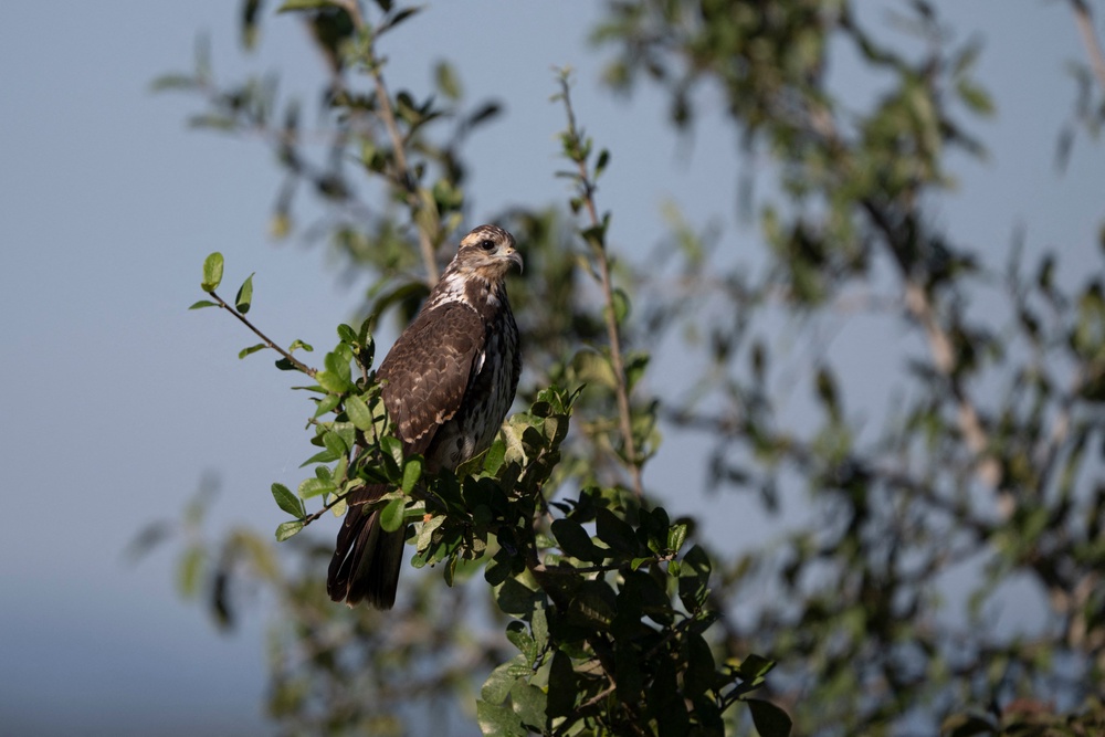 A gaviao caramujeiro, snail kite (Rostrhamus sociabilis) is pictured at the Pantanal, a key region along birds' migratory routes in the Americas, in the municipality of Miranda in Mato Grosso do Sul state, Brazil (AFP/Getty)
