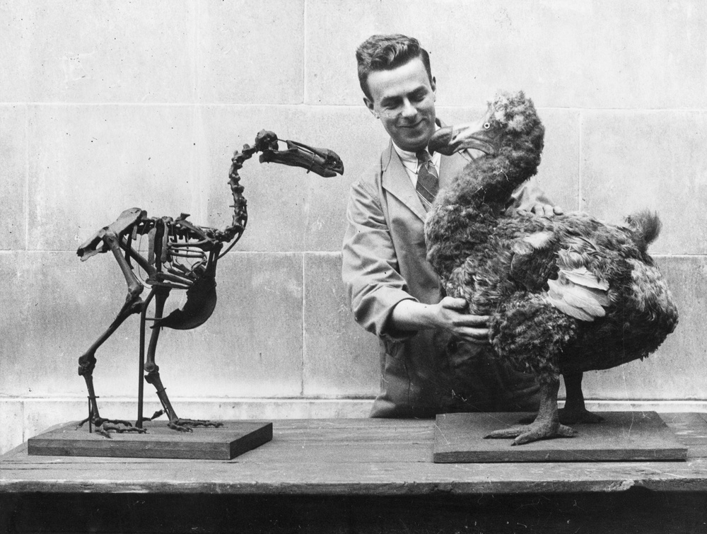 A dodo skeleton opposite a reconstructed model of the extinct bird in the National Museum of Wales, Cardiff (Getty)