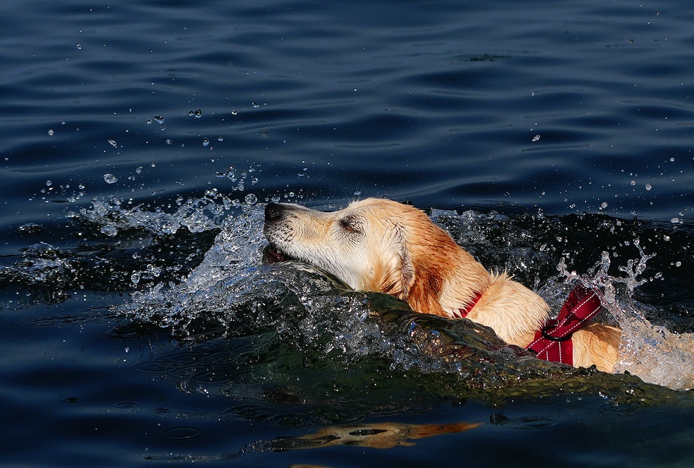 Gigi the dog goes for a swim off the Bull Wall in Dublin as the hot weather continues (Brian Lawless/PA) (PA Wire)