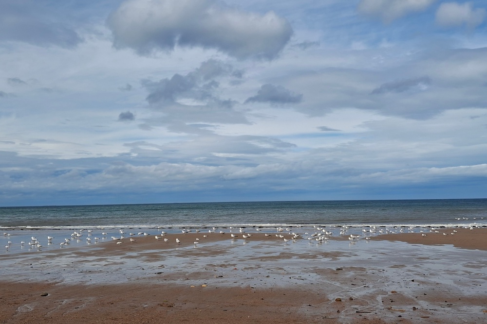 The golden coast of Cattersty Sands (Joanna Whitehead)