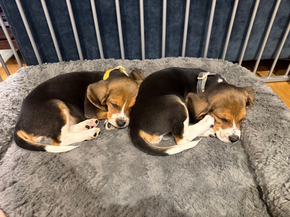 To create Alfie and Bailey, scientists began by editing the genetic code within dog skin cells, effectively deactivating the primary gene responsible for producing allergy-causing proteins (Matt Walker via AP)