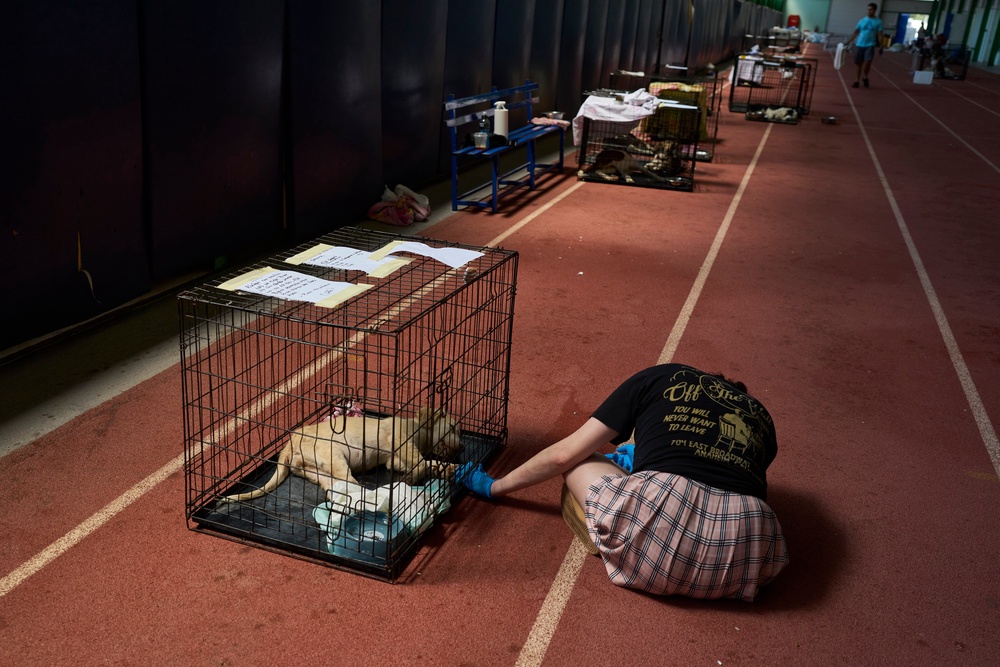 A volunteer tends to a dog rescued from recent wildfires at a temporary shelter inside a stadium in Megara, Greece, Wednesday, Aug. 5, 2026. (AP Photo/Petros Giannakouris) (Copyright 2026 The Associated Press. All rights reserved)