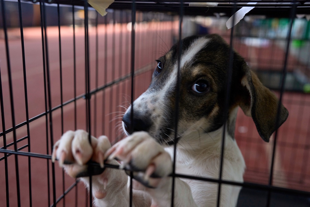 A dogs rescued from recent wildfires looks on at a temporary shelter inside a stadium in Megara, Greece, Wednesday, Aug. 5, 2026. (AP Photo/Petros Giannakouris) (Copyright 2026 The Associated Press. All rights reserved)