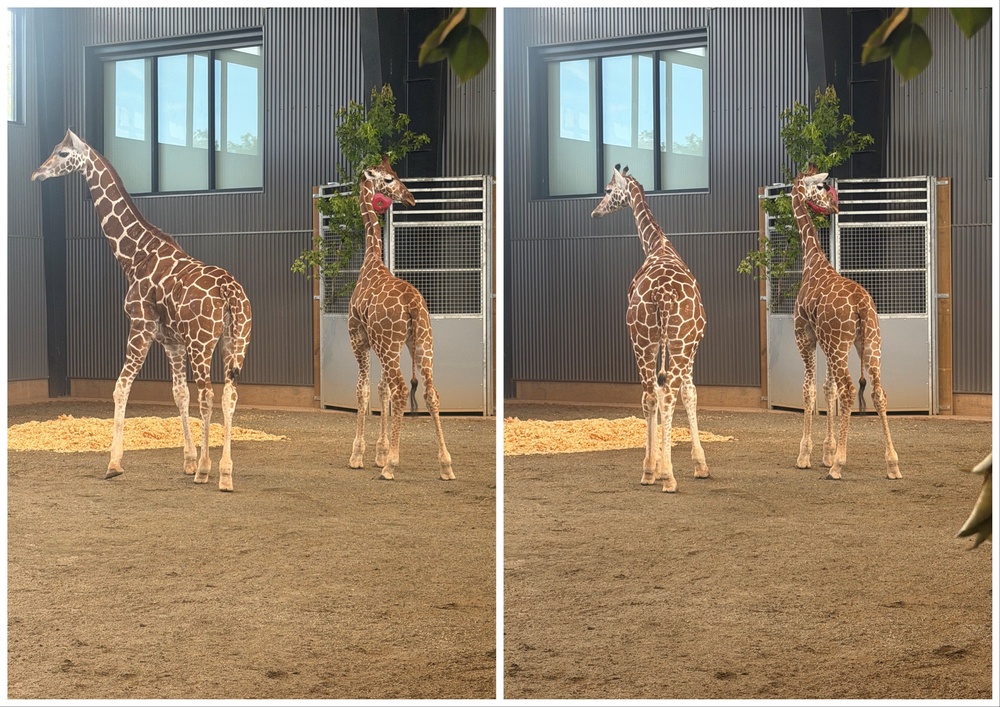 The two baby giraffes that disappeared last year from the Natural Bridge Zoo in Virginia, following their successful recovery in June. A federal informant is now under investigation for allegedly helping impede the search by sharing confidential information with a suspect (Office of the Attorney General, Commonwealth of Virginia)