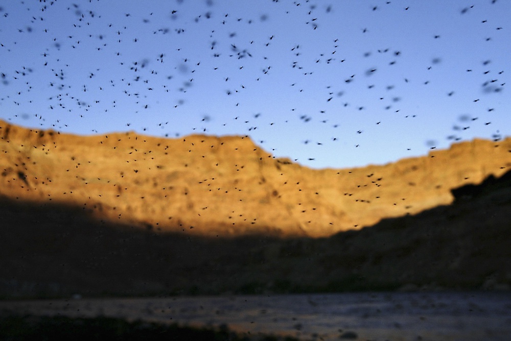 A cloud of mosquitoes swarms over the Colorado River, southwest of Page, Arizona. The state has been a high number of West Nile cases (Getty Images)