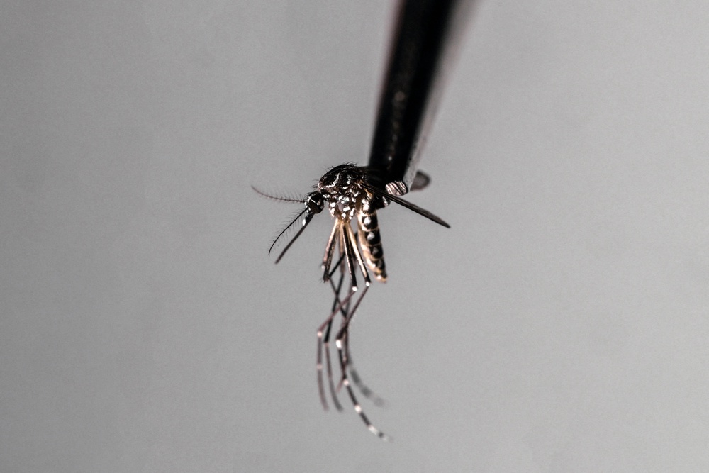 A dead Aedes aegypti mosquito is seen at a laboratory (AFP via Getty)