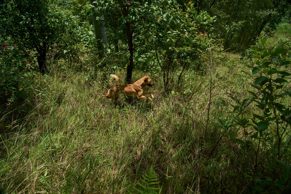 A dog follows farmers chasing monkeys in Dharamghar, Dolakha district, about 86 kilometers (53 miles) east of Kathmandu, Nepal, Friday, July 24, 2026 (Copyright 2026 The Associated Press. All rights reserved.)