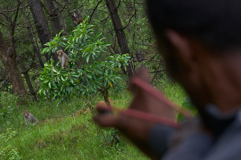 A farmer uses a slingshot while guarding crops and keeping monkeys away in Dharamghar, Dolakha district, about 86 kilometers (53 miles) east of Kathmandu, Nepal, Saturday, July 25, 2026 (Copyright 2026 The Associated Press. All rights reserved.)