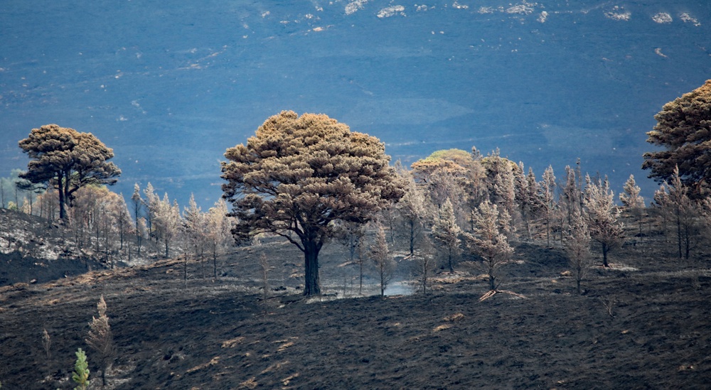 Land near Ryvoan Bothy in the Cairngorms after a major wildfire (Peter Jolly/PA) (PA Wire)