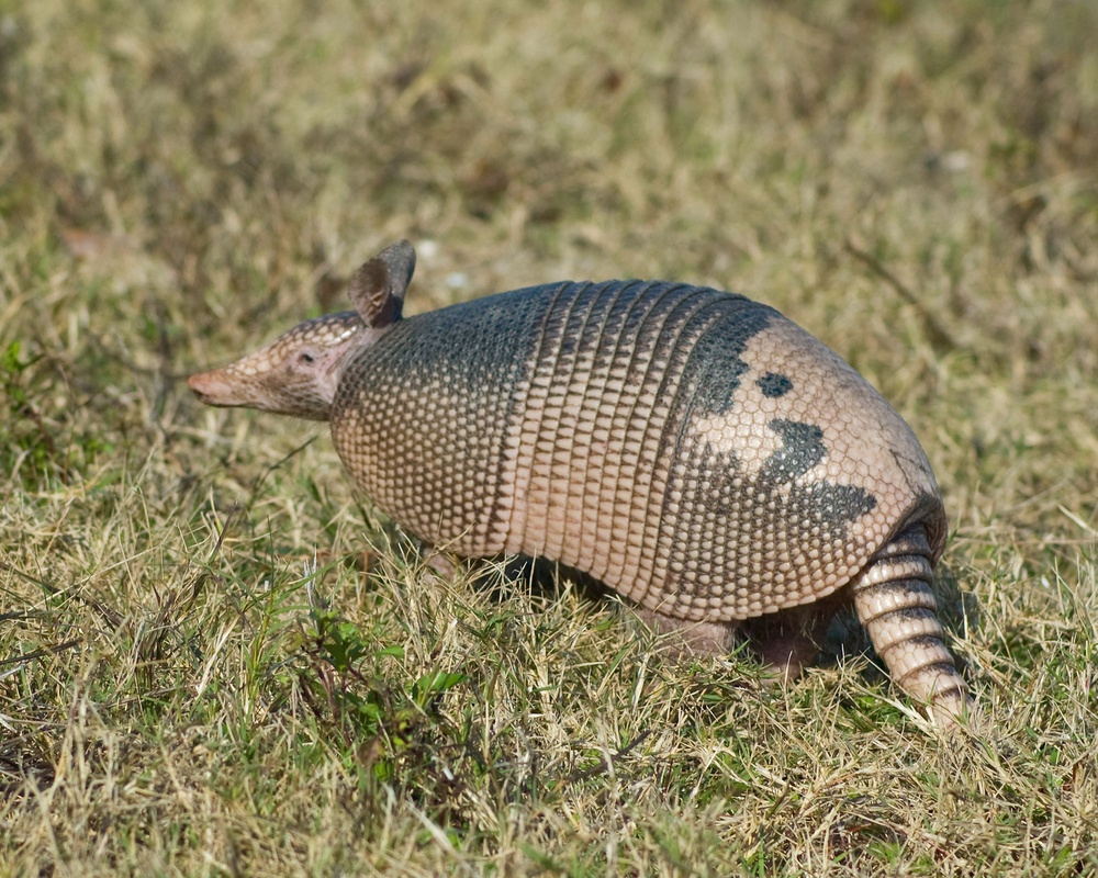 A nine-banded armadillo is one possible source of cases. People can be infected when they dig around in the soil near the mammals’ burrows (Robertson, Carole/USFWS)