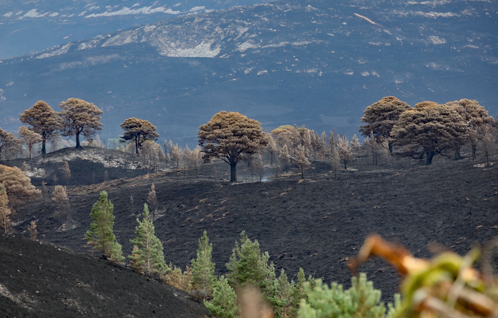 Land near Ryvoan Bothy in the Cairngorms (Peter Jolly/PA) (PA Wire)
