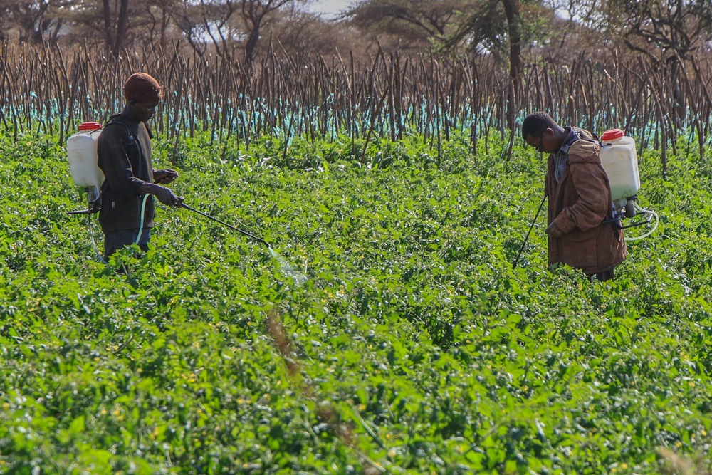 Farmers spray pesticides at a tomato farm in Kimana, on the outskirts of Amboseli National Park (AP)