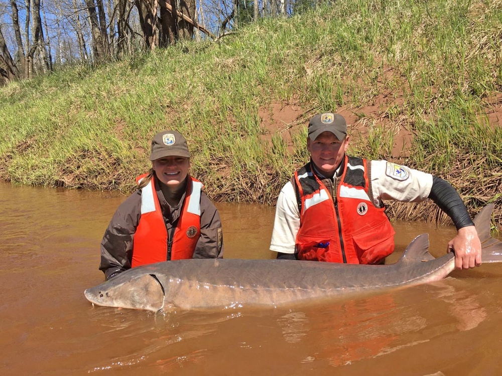 Fish and Wildlife officers hold a 112-pound lake sturgeon in Wisconsin. The fish was tagged and released (USFWS)