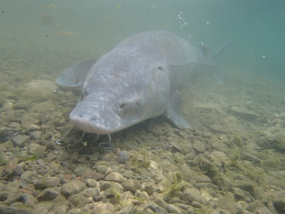 Lake sturgeon can weigh up to 300 pounds and reach more than 70 inches long (USFWS)