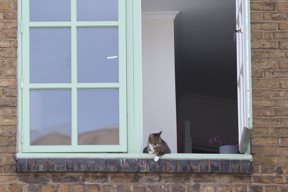 A cat sits on a windowsill in Hackney, London (Getty)