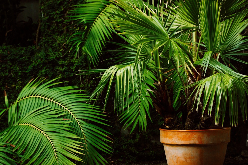Palm trees in pots (Alamy/PA)