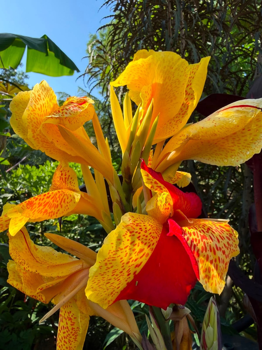 Canna ‘Cleopatra’ (Dave Robinson/PA)