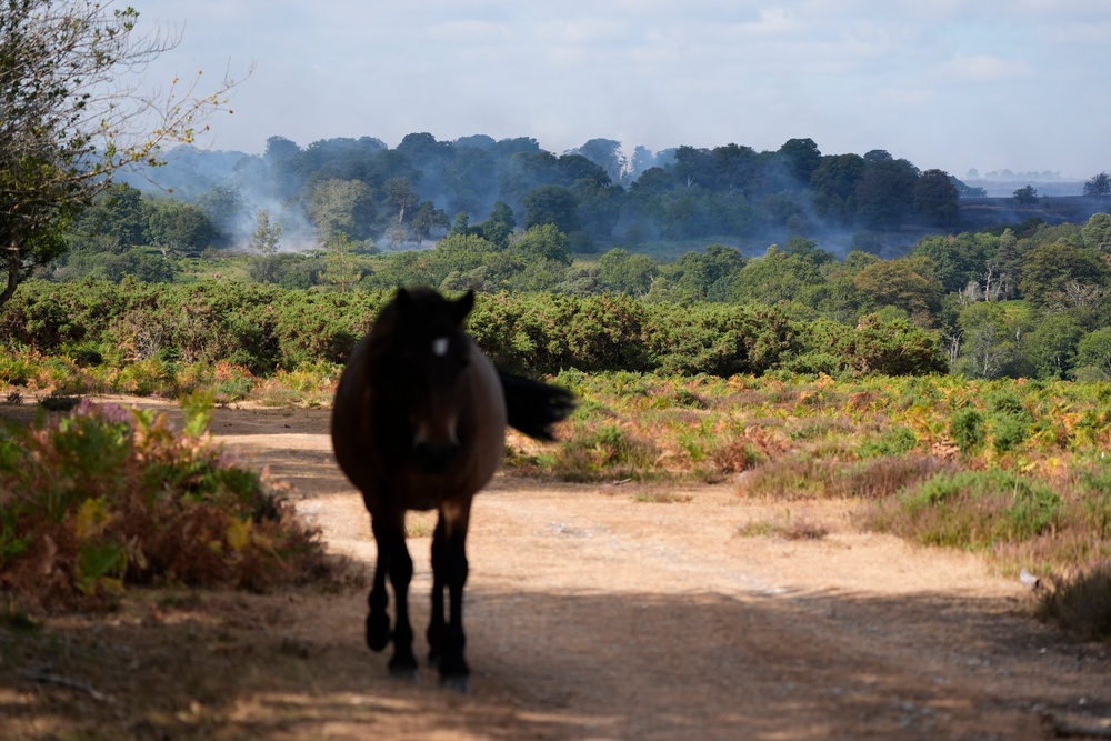 According to the New Forest National Park Authority, the land affected is protected heathland that is home to a number of rare species (PA)