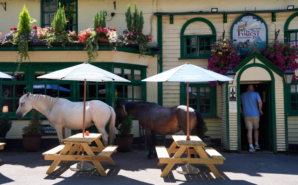 New Forest ponies outside The New Forest Inn in Emery Down in the New Forest, Hampshire ahead of the latest heatwave (Andrew Matthews/PA) (PA Wire)