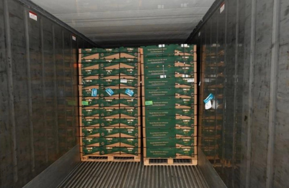 The haul, with an estimated street value of £232 million, was found hidden in a load of bananas from South America (National Crime Agency)