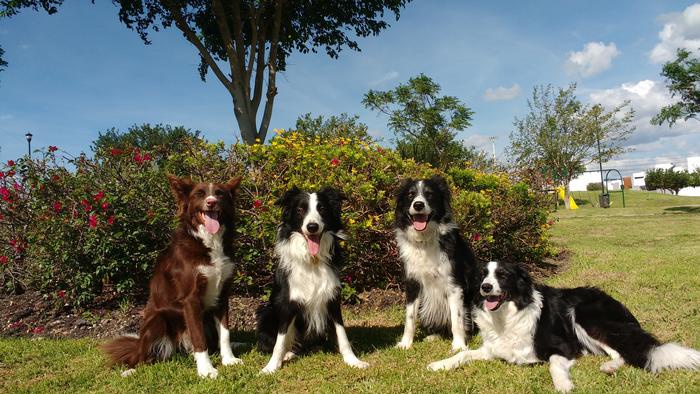 Four of the canine participants who took part in the study are seen in this image from left to right, including Morante, Kunkun, Odin and Molly (Laura V. Cuaya)