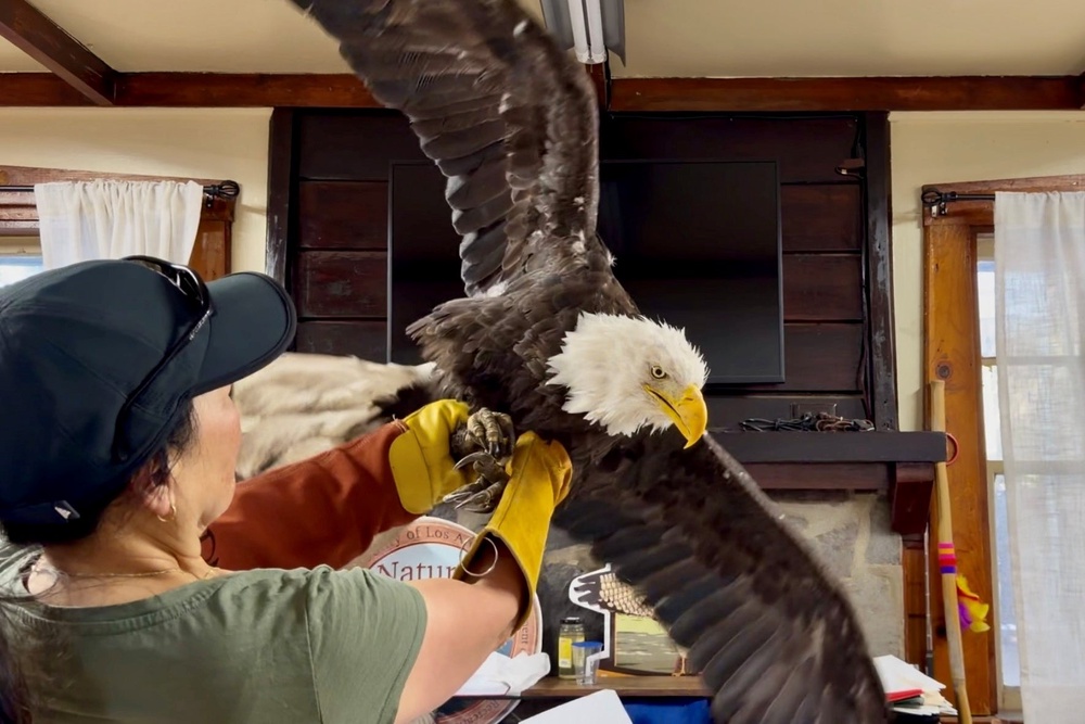 Jackie the bald eagle has died after mystery illness (Los Angeles County Parks San Dimas Raptor Rescue Center via AP)