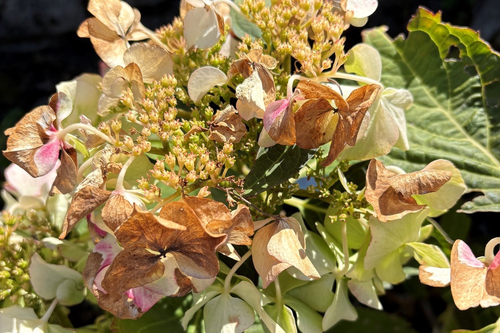 Hydrangeas are also fibrous rooted and do not have much ability to withstand drying out (PA)