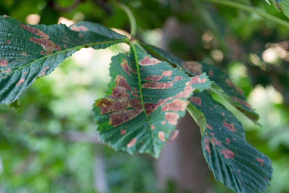 The situation of your plant can also lead to scorch, not only from the sun but also from the wind (PA)