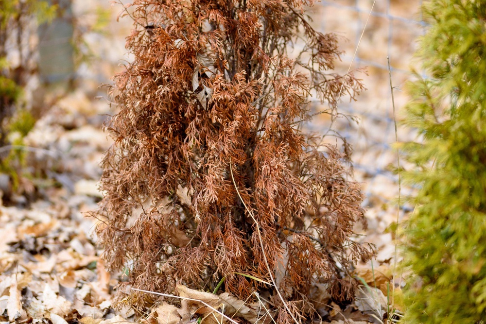If you notice that their needles have gone brown through scorch or wind damage, you’re likely to have to start again (PA)