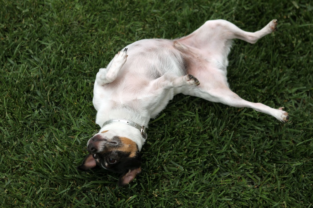 Vets agree that if a dog happily shows you their belly, that’s a major win (Getty)