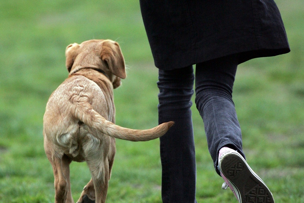 A dog often shadows their most trusted human from room to room, experts say (Getty Images)