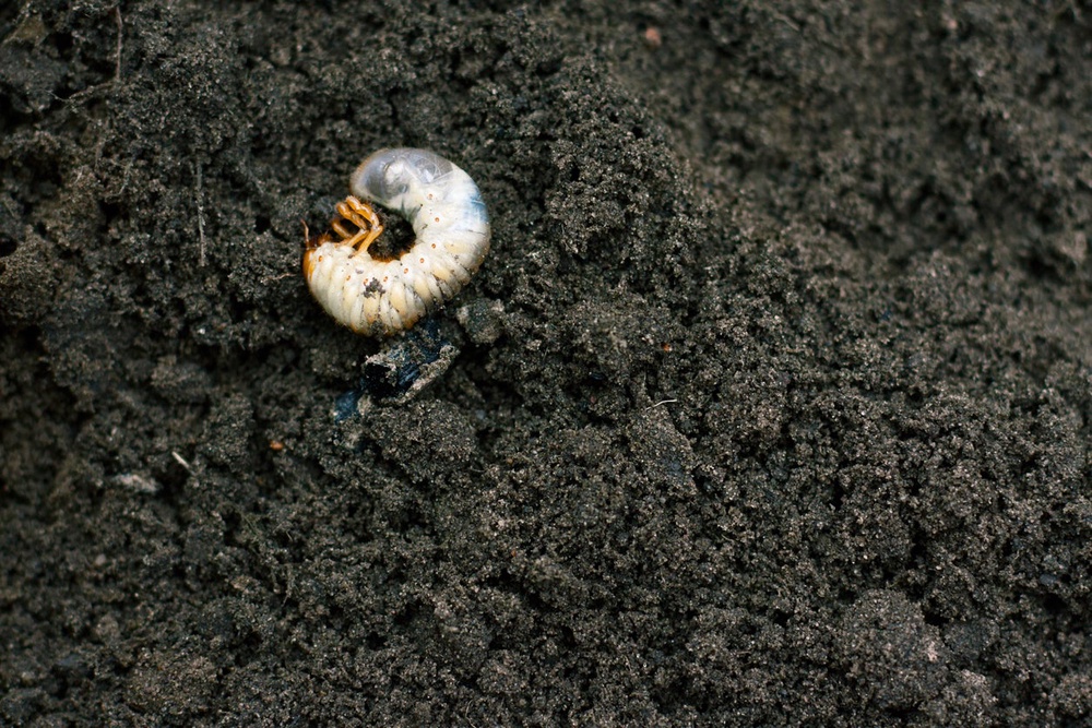 Because grubs are most vulnerable to pest-control measures when they are young, those measures will only be effective if applied in late summer (Getty Images/iStockphoto)