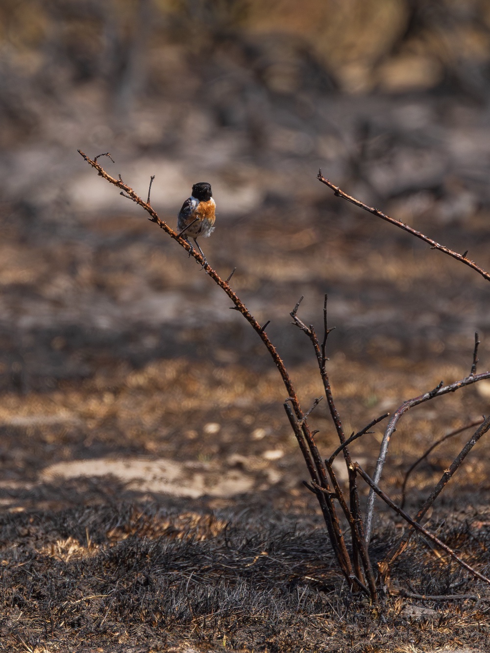 A stonechat after the fire at Dunwich Heath (National Trust/ Justin Minns/ PA)