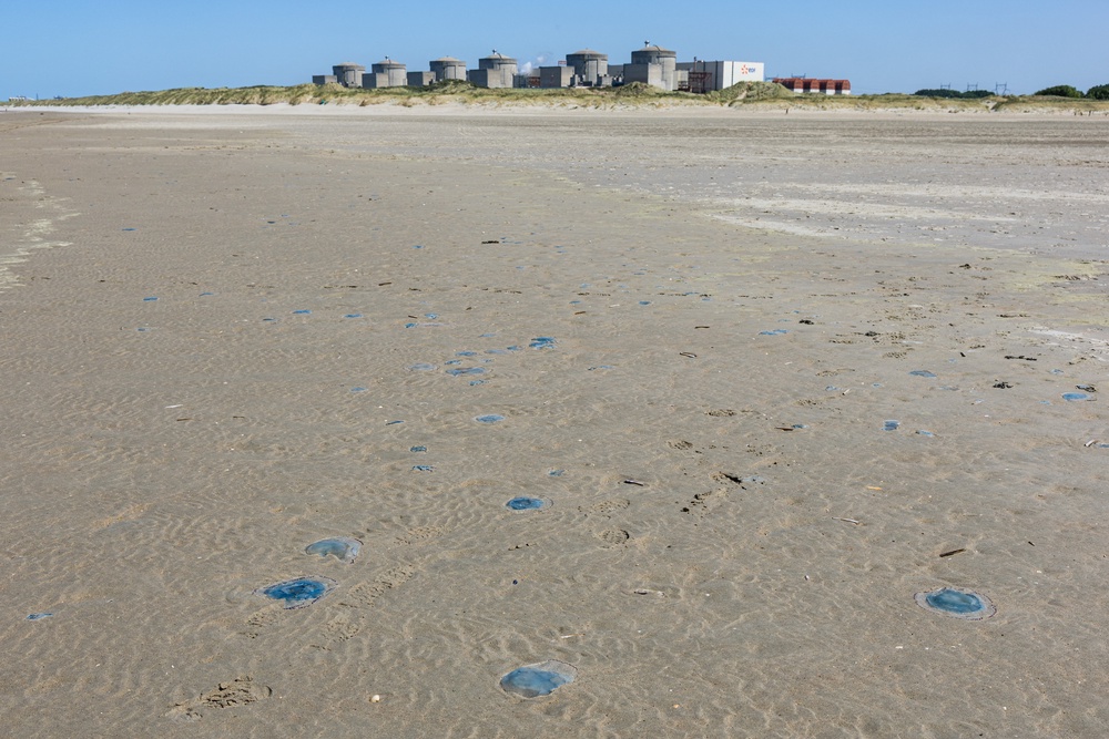 Jellyfish on the shore near the Gravelines nuclear power plant in northern France (AFP/Getty)