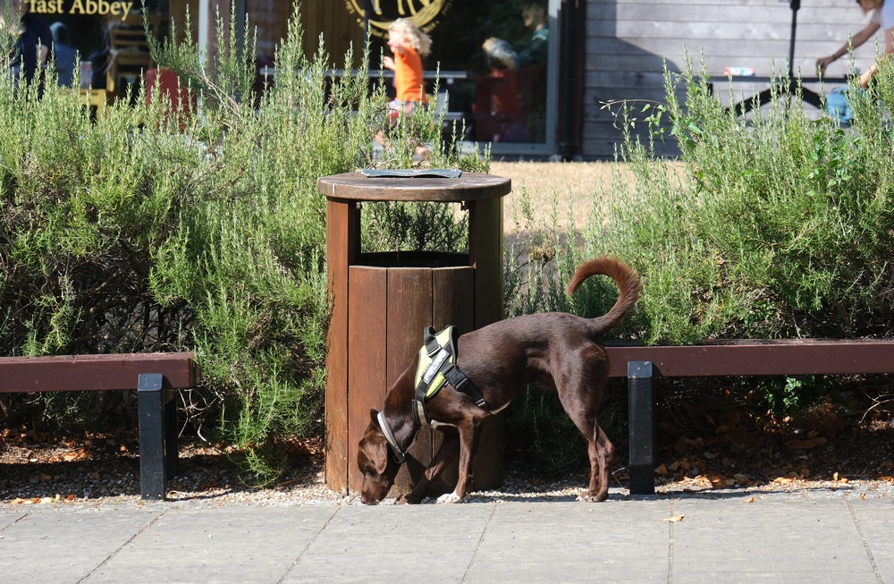 A police detection dog inspects a bin and seating area during a security search in the grounds of Buckfast Abbey (PA)