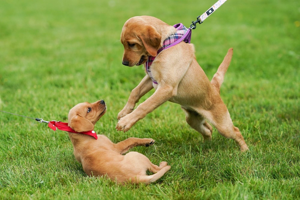 Bella and Luna have traded the No. 1 and No. 2 spots since 2023 (Getty Images)