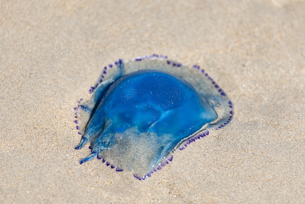 A jellyfish lies on the shore near the Gravelines nuclear power plant in Gravelines, northern France on August 11, 2026 (AFP/Getty)